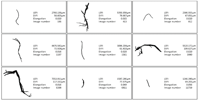 Fibre length of wood fibres